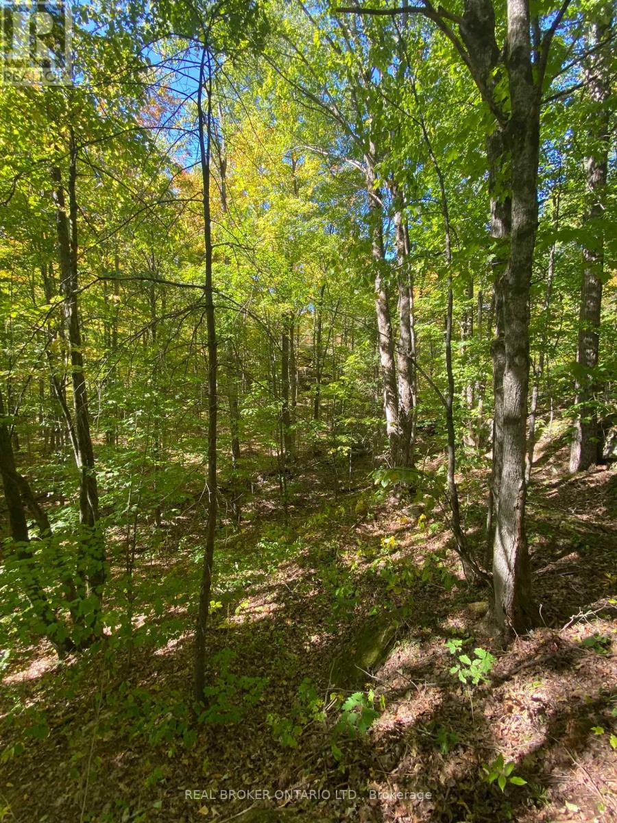 1248 Beiers Road, Gravenhurst, Ontario  P0E 1G0 - Photo 10 - X12442164