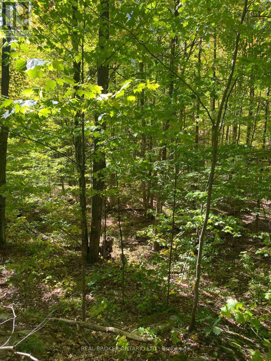 1248 Beiers Road, Gravenhurst, Ontario  P0E 1G0 - Photo 9 - X12442164