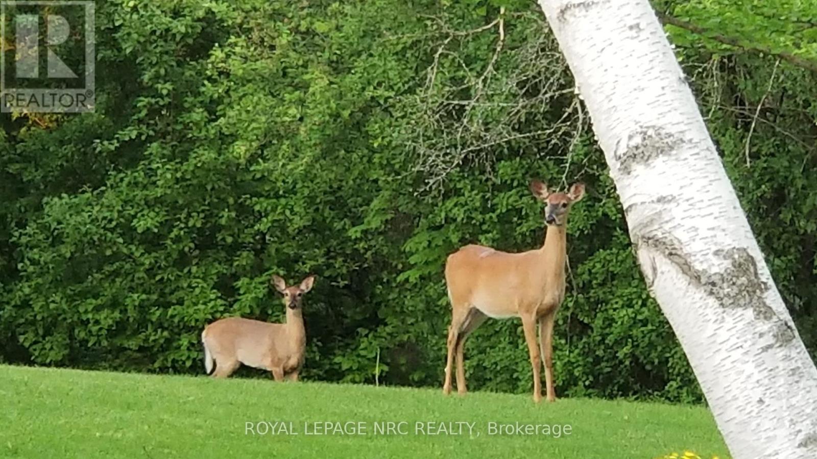 81 Riverview Boulevard, St. Catharines, Ontario  L2T 3L9 - Photo 49 - X12448078