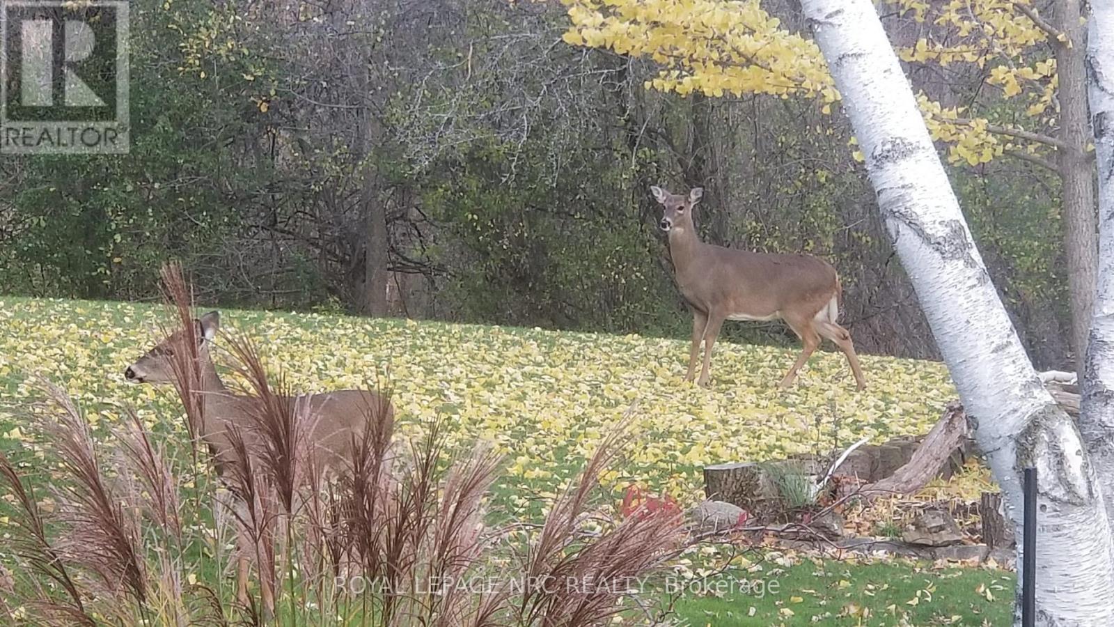 81 Riverview Boulevard, St. Catharines, Ontario  L2T 3L9 - Photo 50 - X12448078